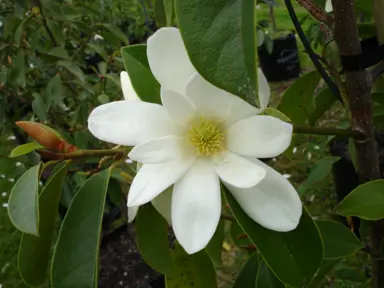 michelia-fairy-white-