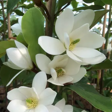 michelia-fairy-white-1