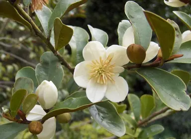 michelia-yunnanensis-