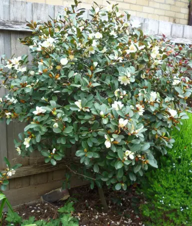 michelia-yunnanensis-1