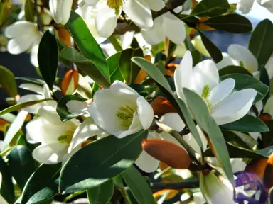 michelia-yunnanensis-2