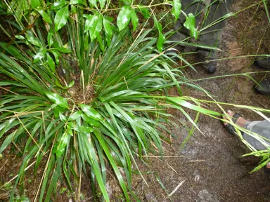 Microlaena avenacea grass plant.
