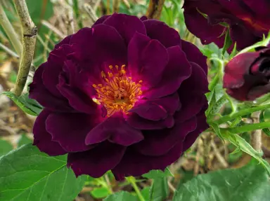 Midnight Blue Rose with velvet-like, dark purple petals.