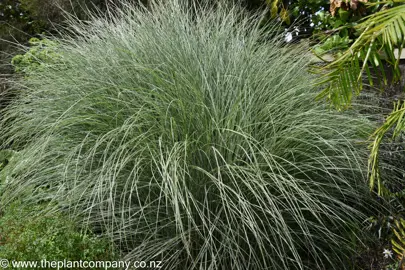 Miscanthus Morning Light growing as a clump with variegated leaves.