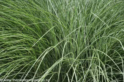 Green and cream foliage on Miscanthus Morning Light.