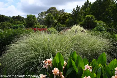 Miscanthus Morning Light growing as a large clump in a garden.