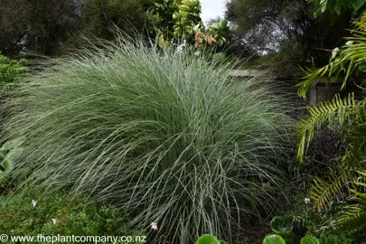 Miscanthus Morning Light growing in a garden with green and cream grass-like foliage.