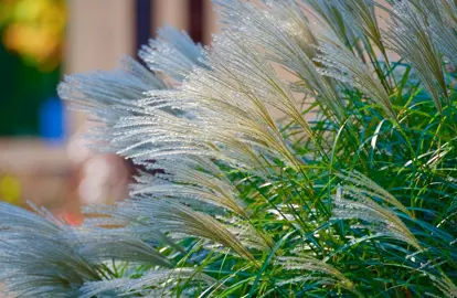 An elegant Miscanthus sinensis grass with cream-coloured flower plumes and lush green foliage.