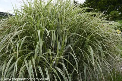 Miscanthus Sinensis Variegatus plant with variegated foliage.