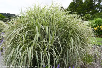 Large miscanthus Sinensis Variegatus plant with variegated foliage.