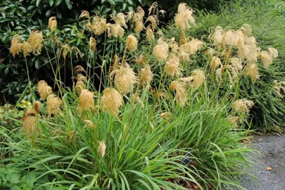 miscanthus-sinensis-1