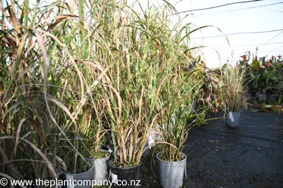 miscanthus-zebrinus-6