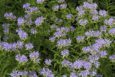 monarda-fistulosa-