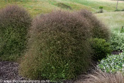 Large Muehlenbeckia astonii shrub in a garden.