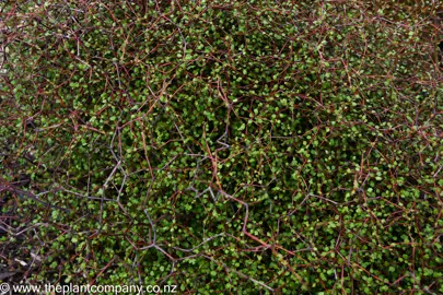 Muehlenbeckia astonii foliage.