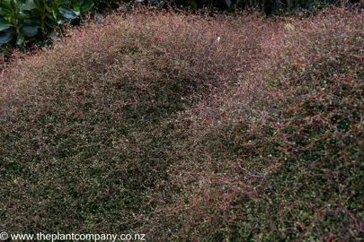 Muehlenbeckia astonii plant with angled stems and green leaves.