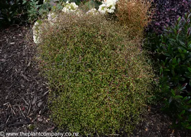 Muehlenbeckia astonii shrub growing in a garden.