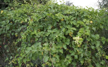 Muehlenbeckia australis with lush, green foliage growing on a trellis.