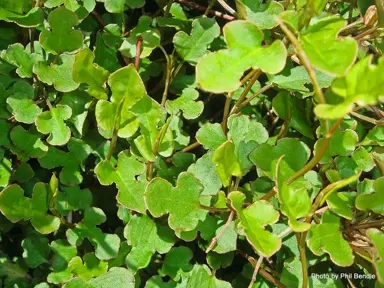 Muehlenbeckia australis foliage.