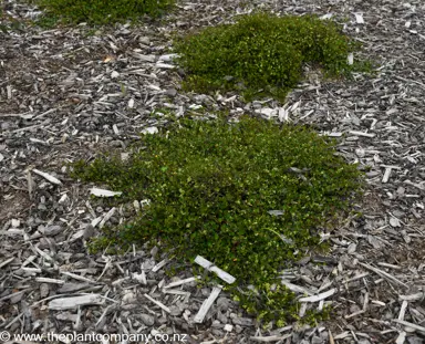 Muehlenbeckia axillaris plant.