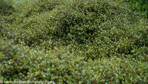 Muehlenbeckia complexa growing as low mounds with lush, green foliage.