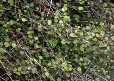 Muehlenbeckia complexa growing along the ground with lush, green foliage.