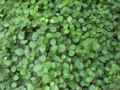 Muehlenbeckia complexa growing as a twisted mass of green foliage.