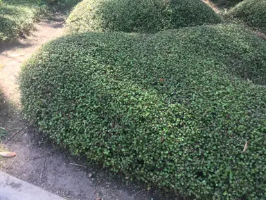Muehlenbeckia complexa (Pohuehue) growing as a topiary hedge.