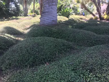 Muehlenbeckia complexa (Pohuehue) growing as a dense ground cover beneath larger trees.