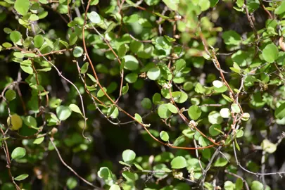 Muehlenbeckia complexa (Creeping Wire Vine) stems with small leaves.