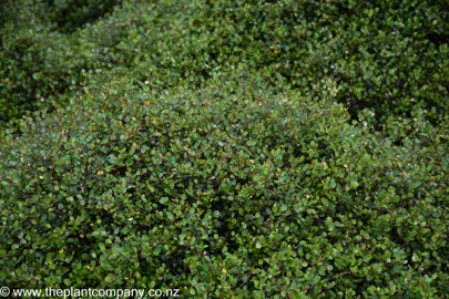 Muehlenbeckia complexa growing along the ground with lush, green foliage.