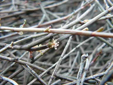 Muehlenbeckia ephedroides leafless stems and a small, white flower.