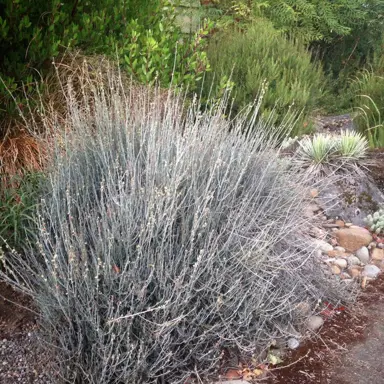 Muehlenbeckia ephedroides plant with grey foliage.