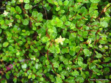 Muehlenbeckia axillaris foliage.