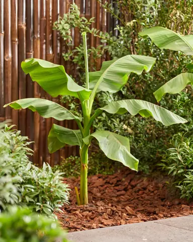 Musa banana palm tree.