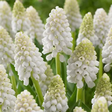 muscari-white-magic-2