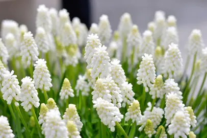 muscari-white-magic-4