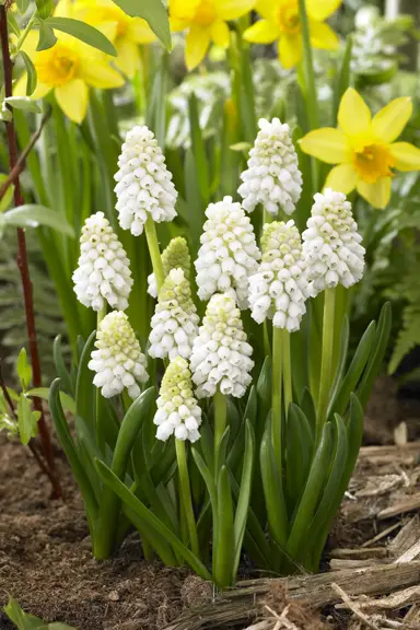 muscari-white-magic-5