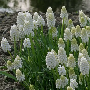 muscari-white-magic-6