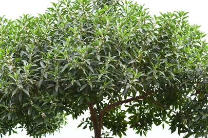 Myoporum laetum (Ngaio) specimen tree with lush foliage.