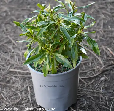 A small Myoporum laetum (Ngaio) tree for sale at The Plant Company nursery.