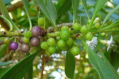 Myoporum laetum (Ngaio) berries and white flowers.