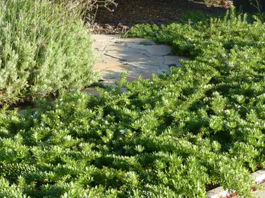 Myoporum parvifolium plants growing as an effective ground cover.