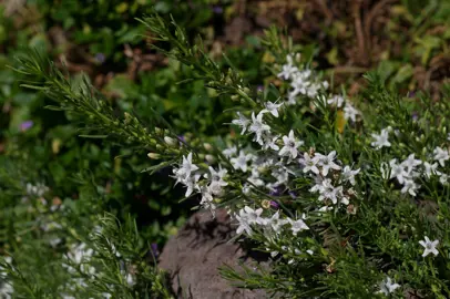 Myoporum parvifolium plant with green foliage and white flowers.