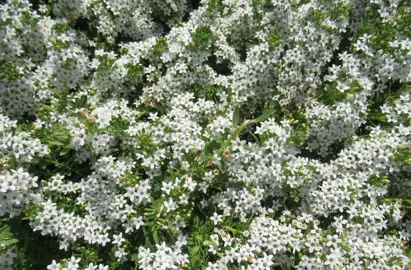 Myoporum parvifolium plants growing as a ground cover and covered in white flowers.