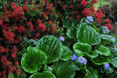 Myosotidium hortensia (Chatham Island Forget Me Not) plants in a mixed planting with red flowering plants.