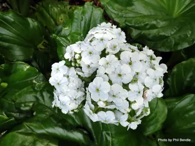 Myosotidium hortensia alba large, white flower and dark green foliage.