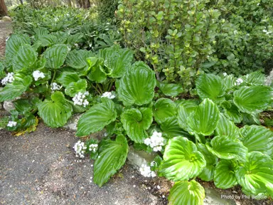 Myosotidium hortensia alba plants with large, dark green foliage and white flowers in a garden border.