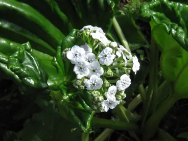 Myosotidium hortensia alba white flower against lush, dark green foliage.