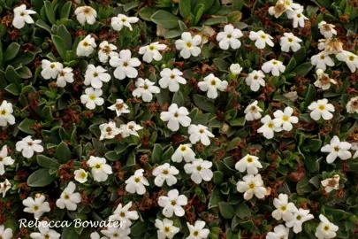 Myosotis colensoi plants with dark green foliage and white flowers growing as a ground cover.